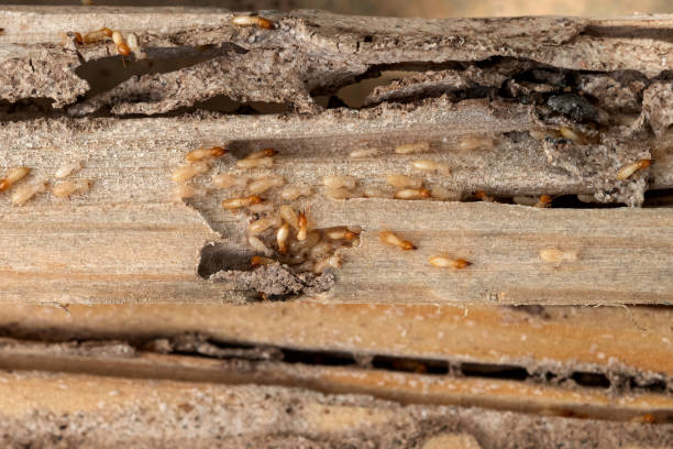 Best Pest Control Near Me  in Southfield, MI